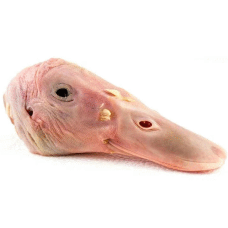 Duck Heads (3 Heads)